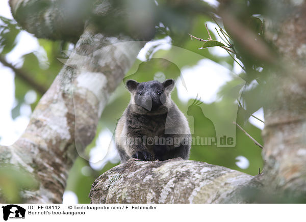 Bennett's tree-kangaroo / FF-08112