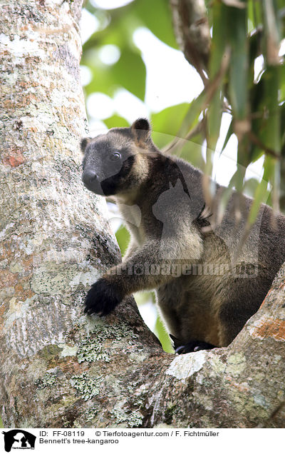 Bennett-Baumknguru / Bennett's tree-kangaroo / FF-08119