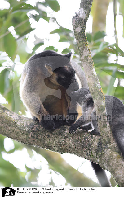 Bennett-Baumkngurus / Bennett's tree-kangaroos / FF-08126