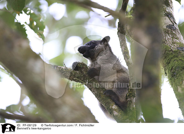 Bennett's tree-kangaroo / FF-08129