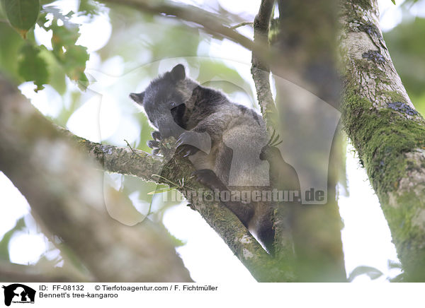 Bennett-Baumknguru / Bennett's tree-kangaroo / FF-08132