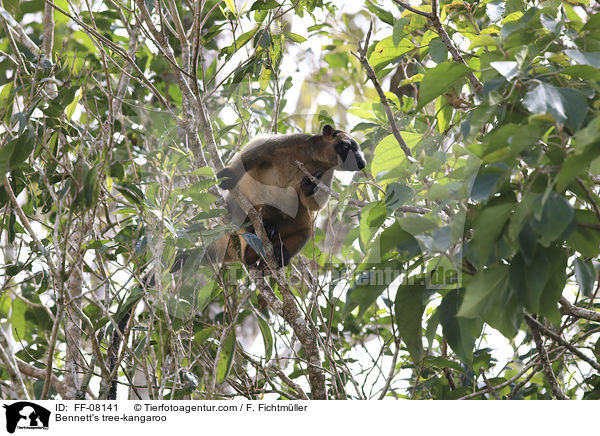 Bennett-Baumknguru / Bennett's tree-kangaroo / FF-08141