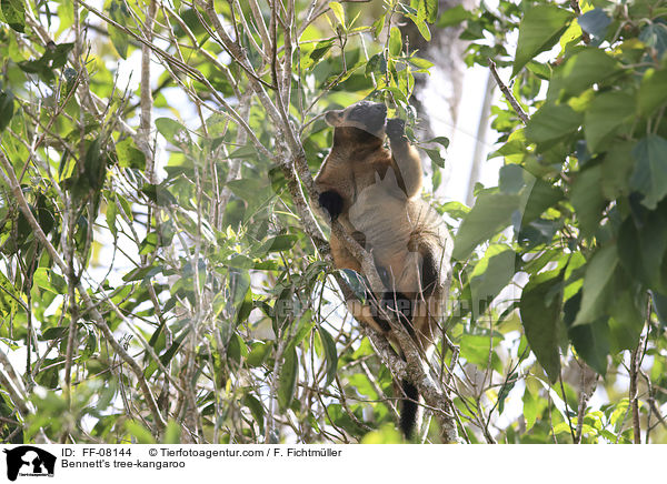Bennett-Baumk�nguru / Bennett's tree-kangaroo / FF-08144