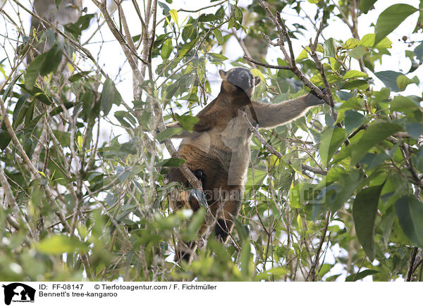 Bennett-Baumknguru / Bennett's tree-kangaroo / FF-08147