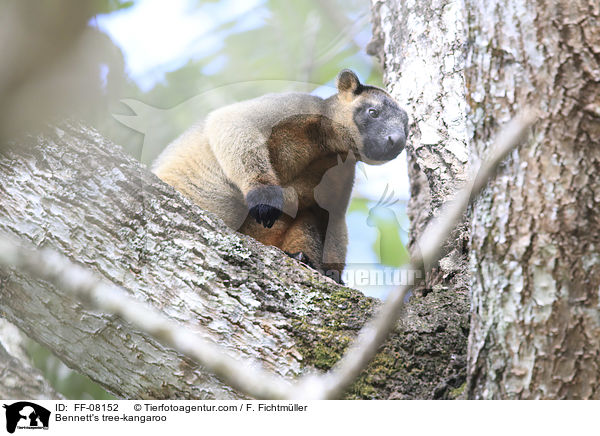 Bennett's tree-kangaroo / FF-08152