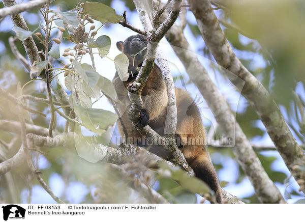 Bennett's tree-kangaroo / FF-08153