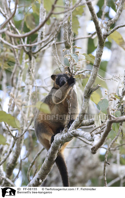 Bennett-Baumknguru / Bennett's tree-kangaroo / FF-08155