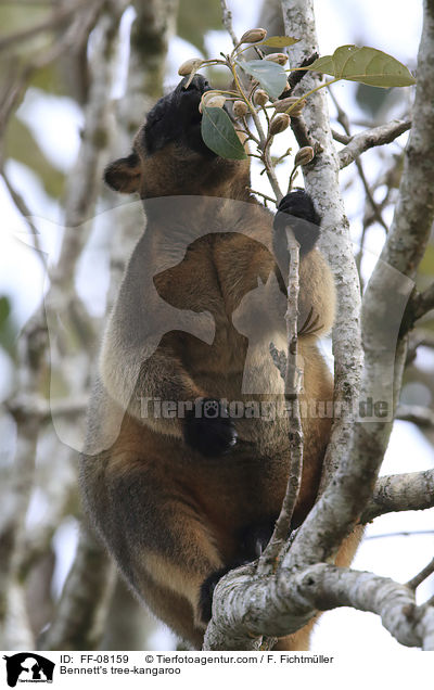 Bennett's tree-kangaroo / FF-08159