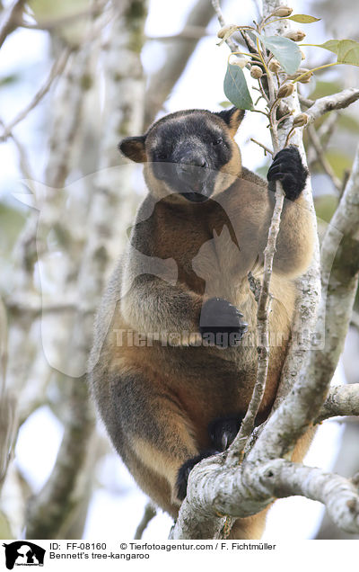 Bennett's tree-kangaroo / FF-08160