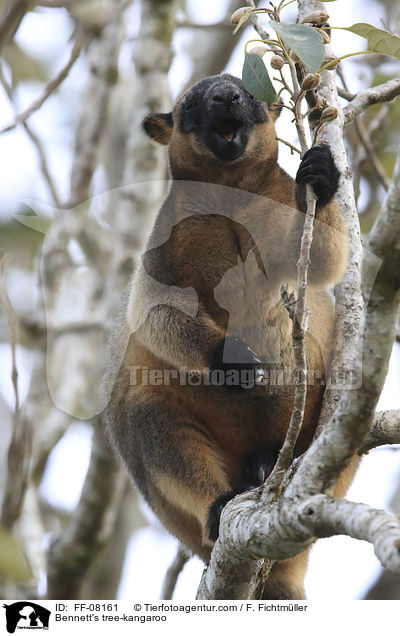 Bennett-Baumknguru / Bennett's tree-kangaroo / FF-08161