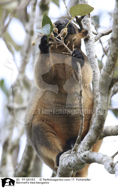 Bennett's tree-kangaroo / FF-08163