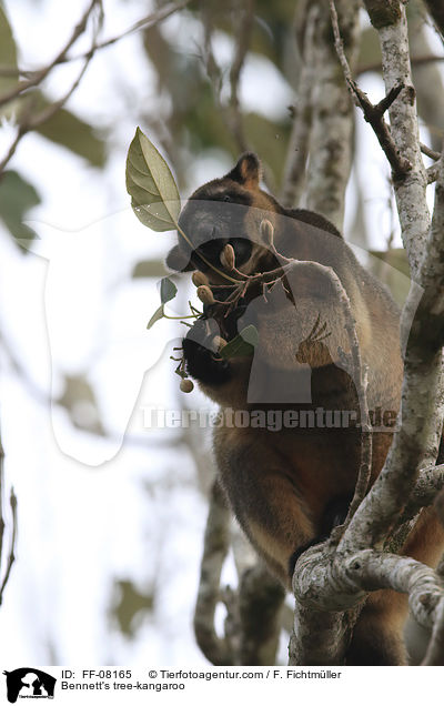 Bennett-Baumknguru / Bennett's tree-kangaroo / FF-08165