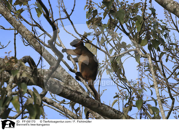 Bennett-Baumknguru / Bennett's tree-kangaroo / FF-08170
