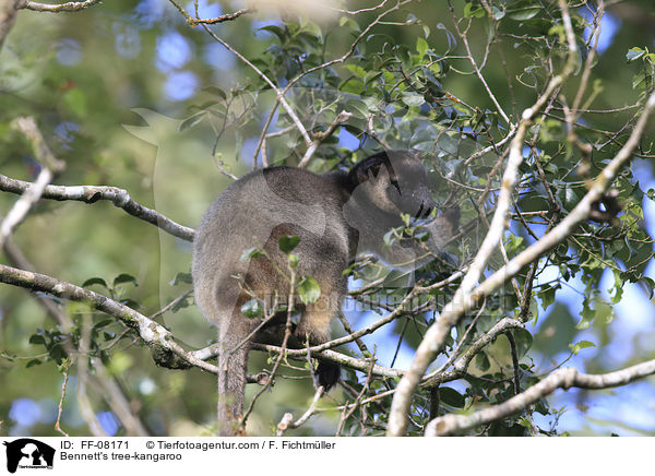 Bennett-Baumknguru / Bennett's tree-kangaroo / FF-08171