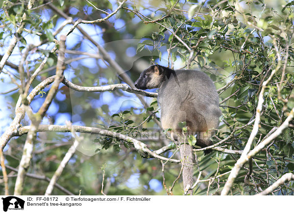 Bennett-Baumknguru / Bennett's tree-kangaroo / FF-08172