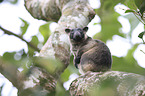 Bennett's tree-kangaroo