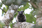 Bennett's tree-kangaroo