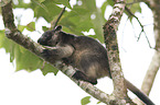 Bennett's tree-kangaroo