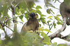 Bennett's tree-kangaroo