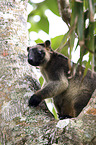 Bennett's tree-kangaroo