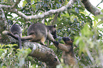 Bennett's tree-kangaroo