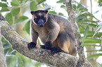 Bennett's tree-kangaroo