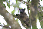 Bennett's tree-kangaroo