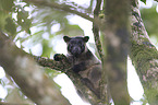 Bennett's tree-kangaroo