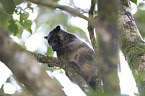 Bennett's tree-kangaroo