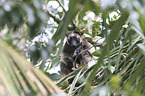 Bennett's tree-kangaroos