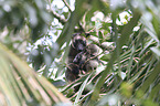 Bennett's tree-kangaroos