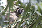 Bennett's tree-kangaroo