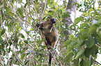 Bennett's tree-kangaroo