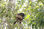 Bennett's tree-kangaroo