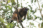 Bennett's tree-kangaroo