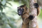 Bennett's tree-kangaroo