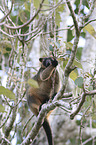 Bennett's tree-kangaroo
