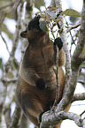 Bennett's tree-kangaroo