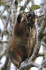 Bennett's tree-kangaroo