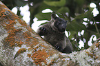 Bennett's tree-kangaroo