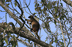 Bennett's tree-kangaroo