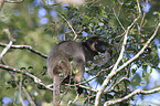 Bennett's tree-kangaroo