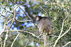 Bennett's tree-kangaroo