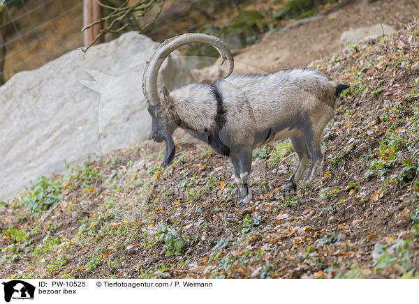 Bezoarziege / bezoar ibex / PW-10525