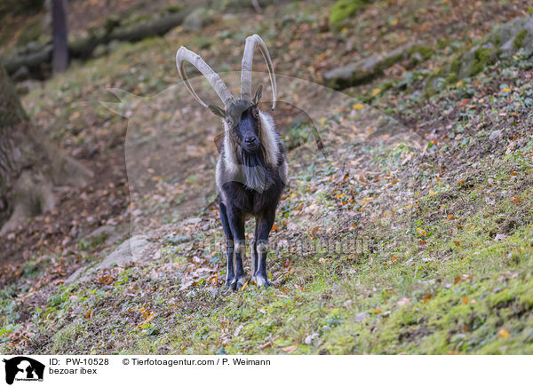 Bezoarziege / bezoar ibex / PW-10528