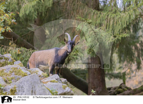 bezoar ibex / PW-10532