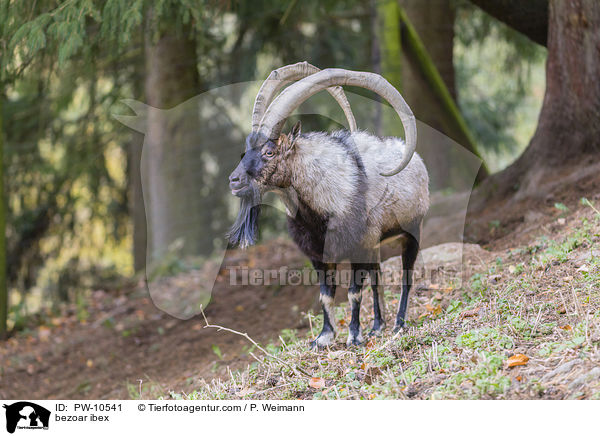 Bezoarziege / bezoar ibex / PW-10541