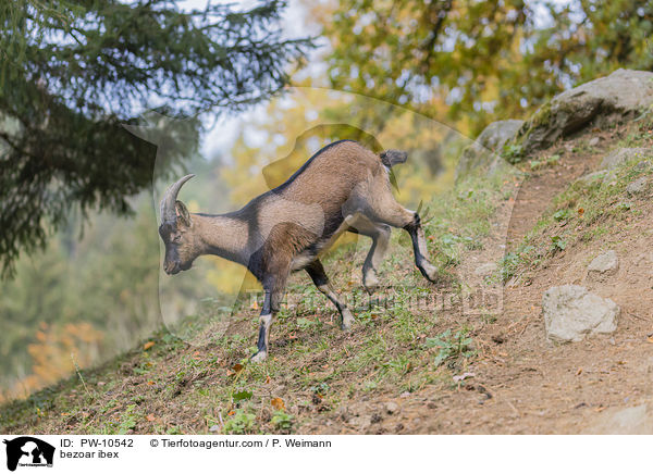 Bezoarziege / bezoar ibex / PW-10542