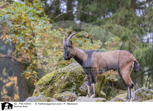 Bezoarziege / bezoar ibex / PW-10543