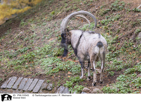 Bezoarziege / bezoar ibex / PW-10545